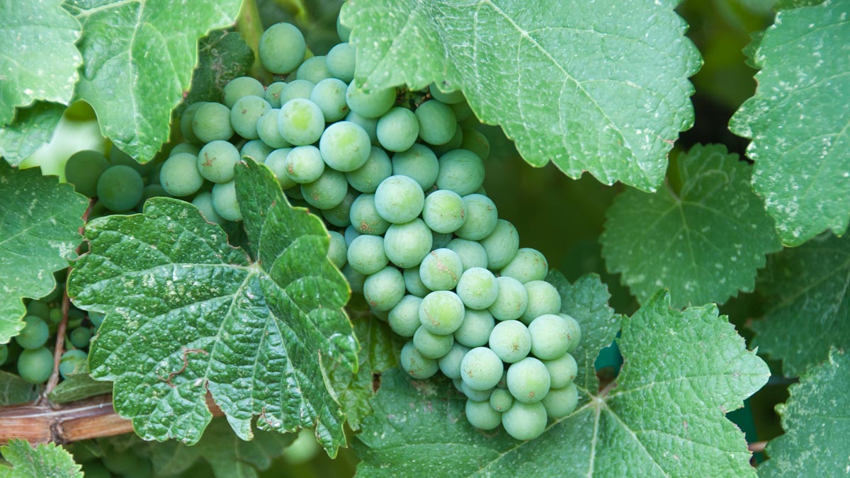 West Elks AVA - The North Fork Valley Wineries in Western Colorado
